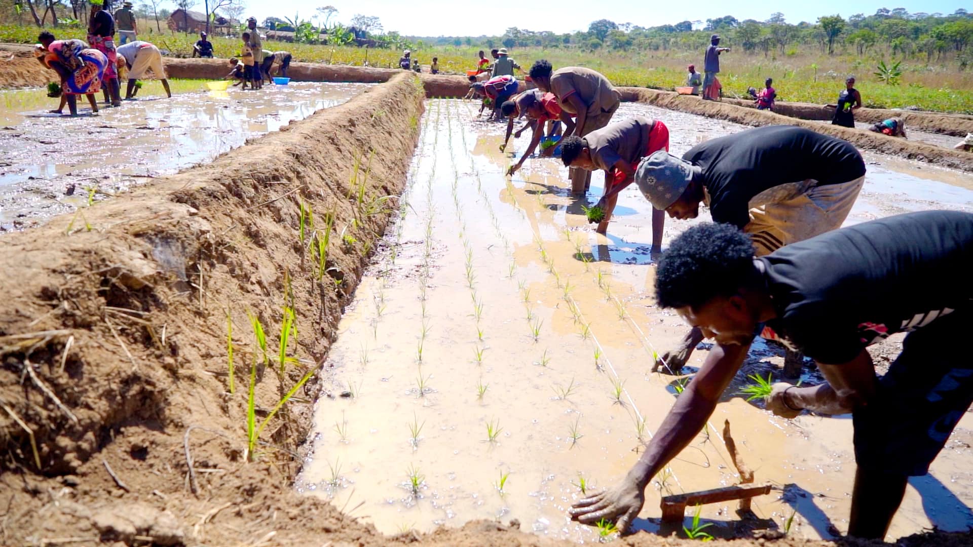 "Công nghệ" cấy lúa mới nhất Việt Nam được ứng dụng ở Angola, chủ trang trại có quyết định liều lĩnh- Ảnh 7.