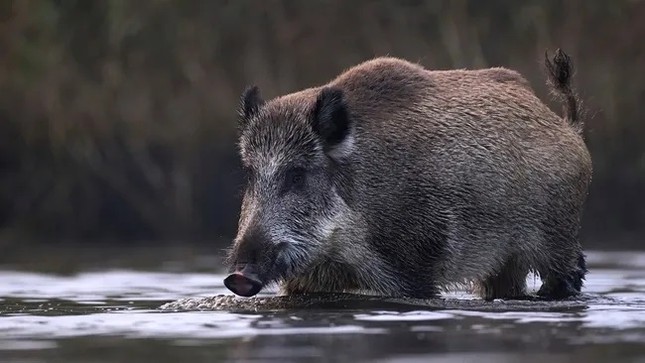 Cảnh báo 'siêu lợn' Canada sớm xâm lấn và hoành hành khắp Bắc Mỹ- Ảnh 1.