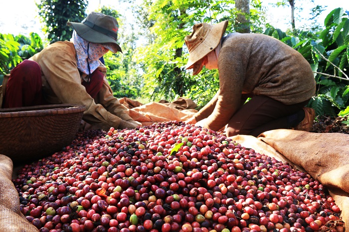 Kỷ lục chưa từng có: Chưa đầy 6 tháng, “vua hạt” của Việt Nam thu về hơn 3 tỷ USD, hơn 70 nước đặt mua- Ảnh 1.