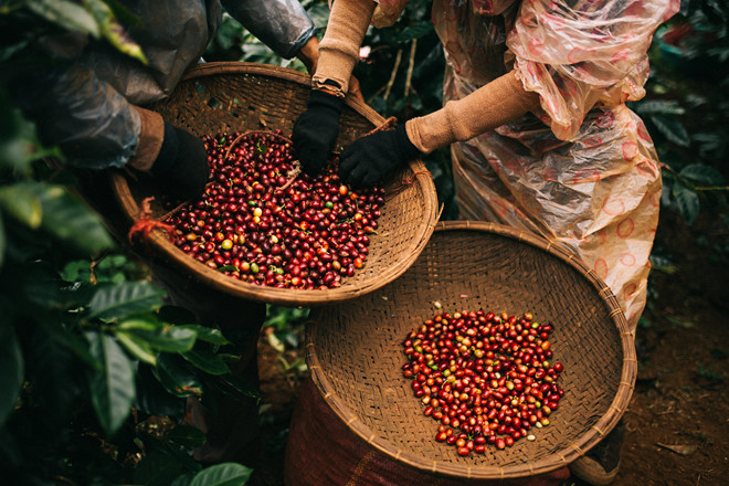 Kỷ lục chưa từng có: Chưa đầy 6 tháng, “vua hạt” của Việt Nam thu về hơn 3 tỷ USD, hơn 70 nước đặt mua- Ảnh 2.