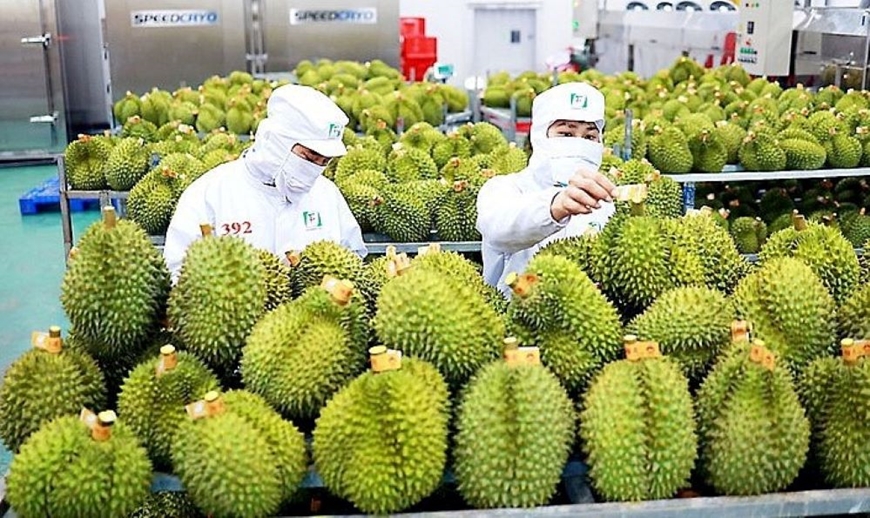 "Vua quả” Việt Nam gặp đối thủ mới ở thị trường Trung Quốc: Liệu có cạnh tranh được?- Ảnh 3.