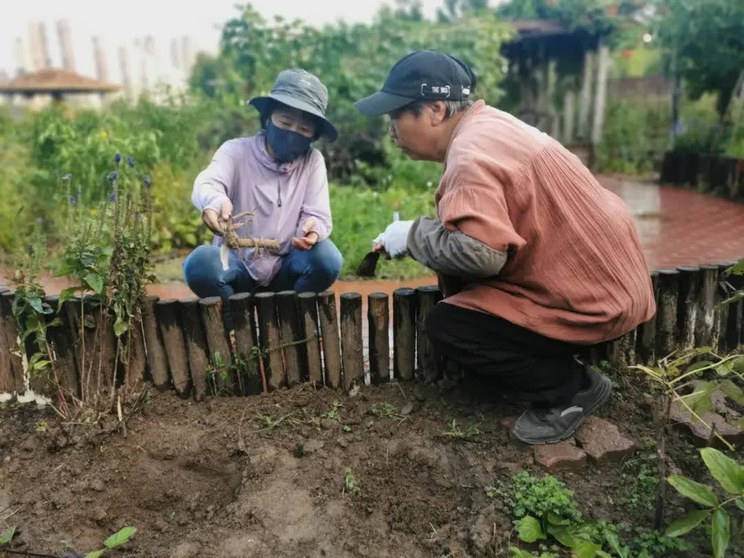 Cùng nhau nghỉ hưu dưỡng già: Thuê đất vui thú điền viên làm nông giữa lòng thành phố, không vướng bận con cháu- Ảnh 14.