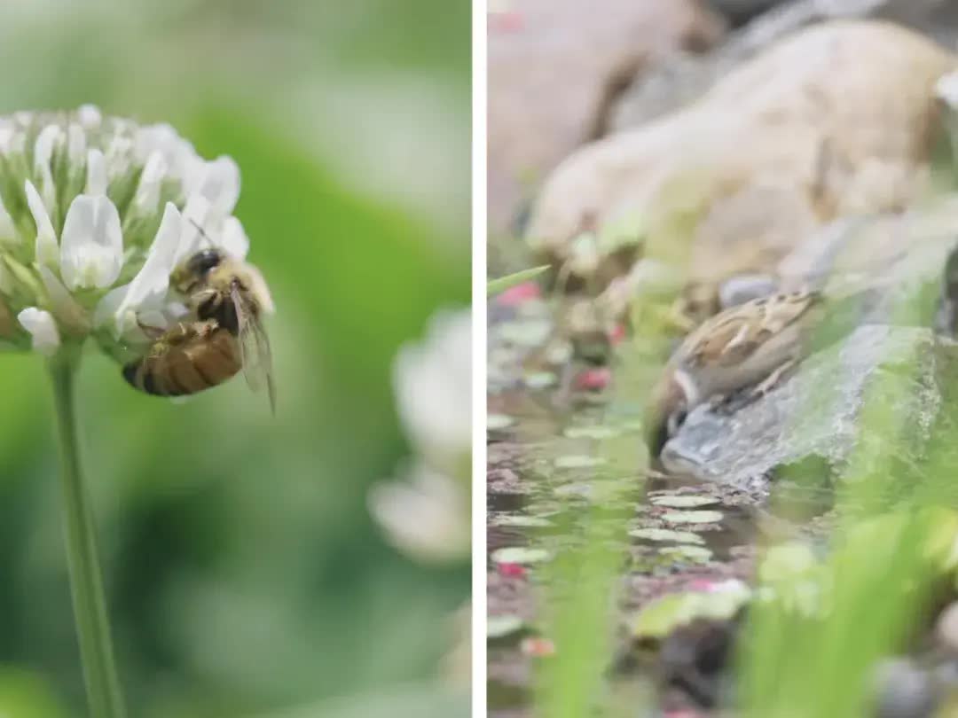 Cùng nhau nghỉ hưu dưỡng già: Thuê đất vui thú điền viên làm nông giữa lòng thành phố, không vướng bận con cháu- Ảnh 22.