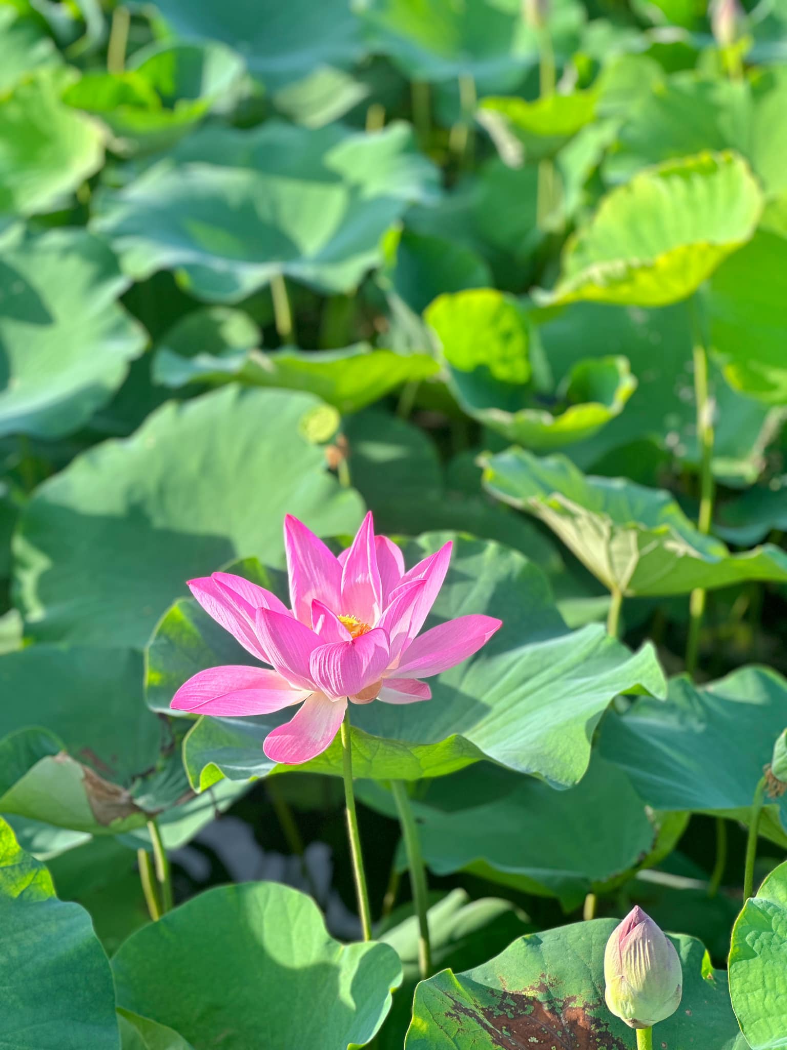Chẳng phải tự nhiên nhiều người rủ nhau về Ninh Bình vào tháng 6: Đây chính là mùa đẹp nhất trong năm ở Cố đô!- Ảnh 11. Chẳng phải tự nhiên nhiều người rủ nhau về Ninh Bình vào tháng 6: Đây chính là mùa đẹp nhất trong năm ở Cố đô!- Ảnh 11.