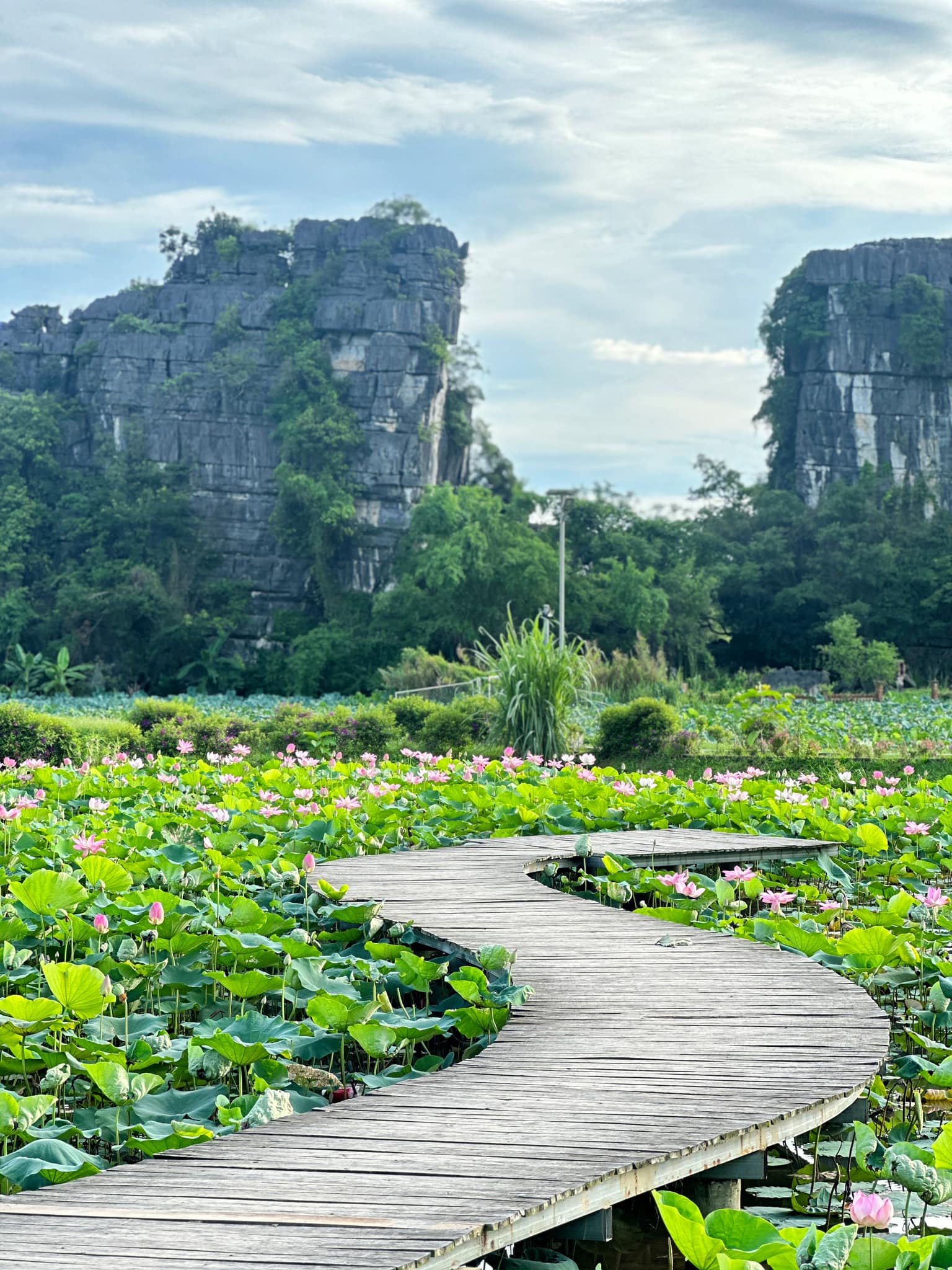 Chẳng phải tự nhiên nhiều người rủ nhau về Ninh Bình vào tháng 6: Đây chính là mùa đẹp nhất trong năm ở Cố đô!- Ảnh 10. Chẳng phải tự nhiên nhiều người rủ nhau về Ninh Bình vào tháng 6: Đây chính là mùa đẹp nhất trong năm ở Cố đô!- Ảnh 10.