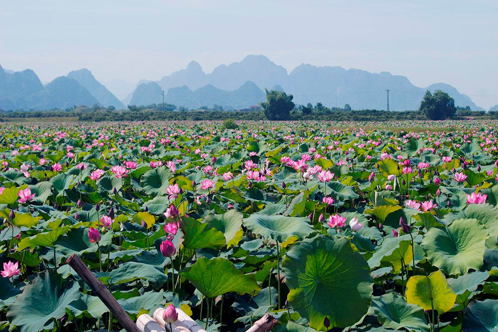 "Bất lực" vì giá nhà ở thành phố tăng cao, người trẻ về quê mua đất- Ảnh 2.