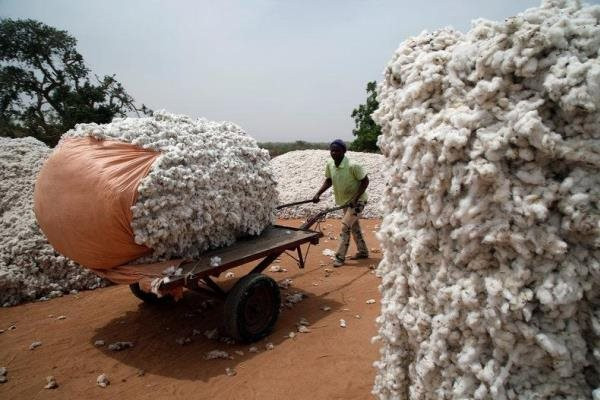 'Vàng trắng' của Brazil đang đổ bộ Việt Nam với giá cực rẻ: sản lượng tăng hơn 400%, ảnh hưởng lớn đến một ngành xuất khẩu chủ lực- Ảnh 1.