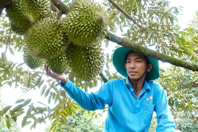 Cải tạo đất lúa, trồng cây trái vụ, thạc sĩ nông dân miền Tây thu tiền tỷ mỗi năm- Ảnh 1.