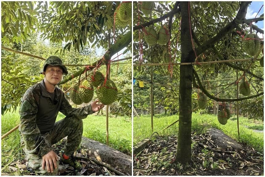 Trồng loại cây bán giá nào cũng lãi giống bầu Đức nhưng Trung Quốc vẫn chưa thành công: sản lượng ít, không vị, giá bán lại đắt đỏ- Ảnh 2.