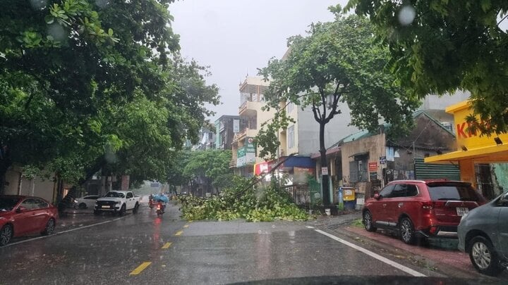 Trực tiếp bão số 2 đổ bộ: Quảng Ninh mưa rất to, cây gãy đổ hàng loạt- Ảnh 13.