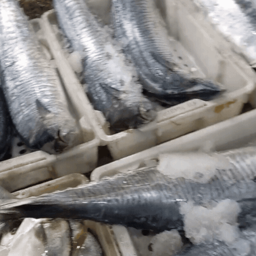 Ghé thăm chợ hải sản được mệnh danh "rẻ nhất miền Bắc", ai đi du lịch đều muốn đến ít nhất 1 lần- Ảnh 11.