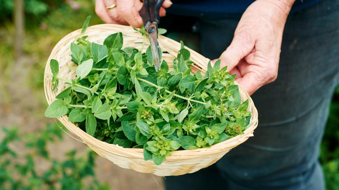 Việt Nam có loại rau dại vị vừa cay vừa đắng có cái tên "rất Tây" nhưng giúp chống ung thư và kháng khuẩn- Ảnh 2.