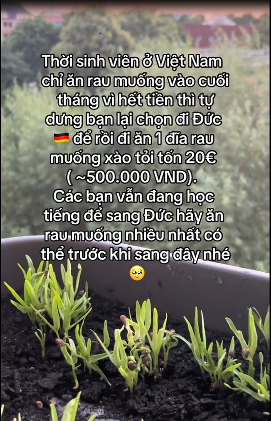 Một loại rau rẻ bèo ở Việt Nam, đâu cũng có nhưng sang nước ngoài là xa xỉ phẩm, du học sinh không dám ăn vì quá đắt- Ảnh 1.