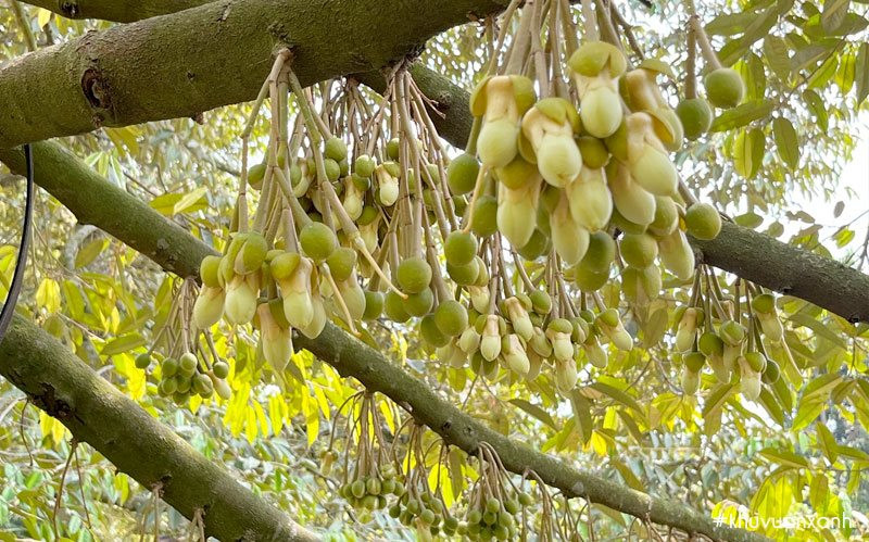 Chưa từng có: Loại quả "vua của các loại vua" bất ngờ xuống giá, rẻ hơn cả hàng bình dân- Ảnh 1.