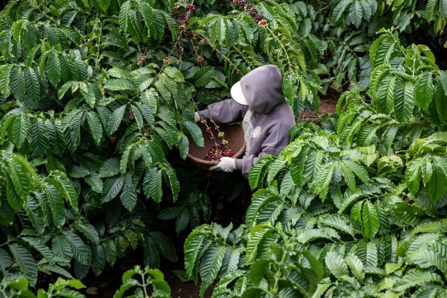 Một báu vật của Việt Nam đang trở thành cứu tinh cho toàn thế giới: Giá xuất khẩu tăng 7 tháng liên tiếp, hốt bạc tỷ từ Á đến Âu- Ảnh 1.