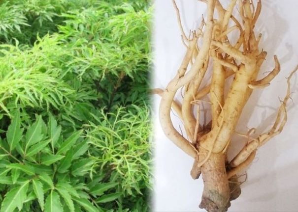 Loại cây là "nhân sâm cho người nghèo", trồng trong nhà giúp gia chủ hút tài chiêu lộc- Ảnh 3. Loại cây là "nhân sâm cho người nghèo", trồng trong nhà giúp gia chủ hút tài chiêu lộc- Ảnh 3.