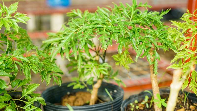 Loại cây là "nhân sâm cho người nghèo", trồng trong nhà giúp gia chủ hút tài chiêu lộc- Ảnh 4. Loại cây là "nhân sâm cho người nghèo", trồng trong nhà giúp gia chủ hút tài chiêu lộc- Ảnh 4.