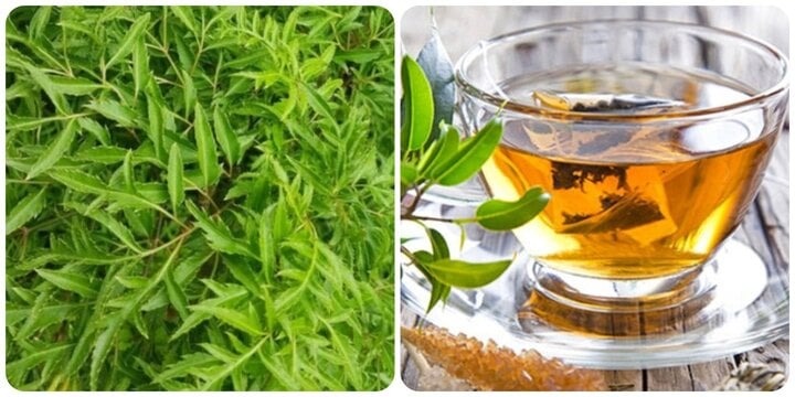 Loại cây là "nhân sâm cho người nghèo", trồng trong nhà giúp gia chủ hút tài chiêu lộc- Ảnh 5. Loại cây là "nhân sâm cho người nghèo", trồng trong nhà giúp gia chủ hút tài chiêu lộc- Ảnh 5.