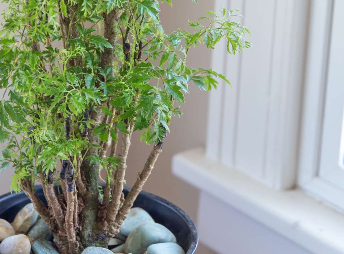 Loại cây là "nhân sâm cho người nghèo", trồng trong nhà giúp gia chủ hút tài chiêu lộc- Ảnh 7. Loại cây là "nhân sâm cho người nghèo", trồng trong nhà giúp gia chủ hút tài chiêu lộc- Ảnh 7.