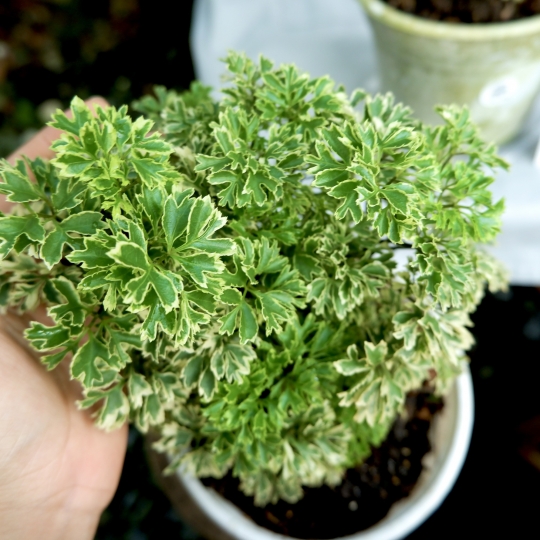 Loại cây là "nhân sâm cho người nghèo", trồng trong nhà giúp gia chủ hút tài chiêu lộc- Ảnh 2. Loại cây là "nhân sâm cho người nghèo", trồng trong nhà giúp gia chủ hút tài chiêu lộc- Ảnh 2.