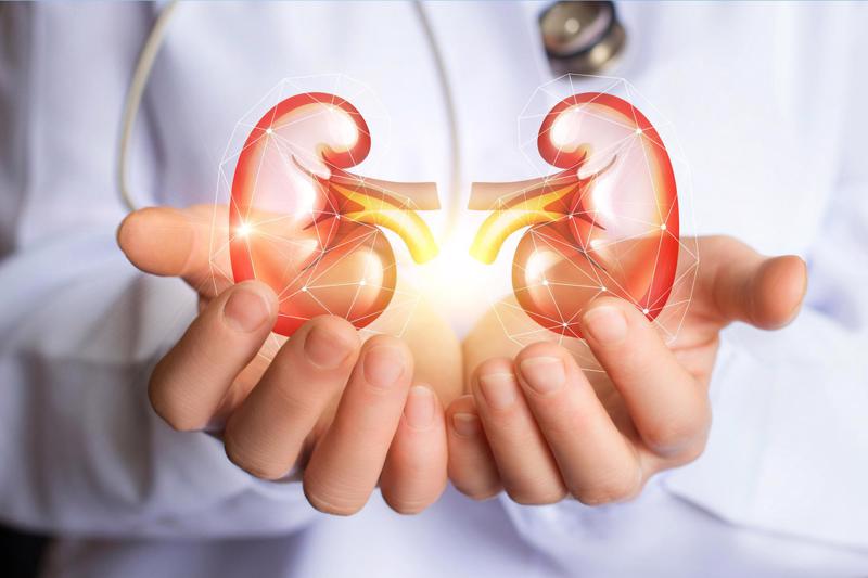 kidneys-in-dr-hands-15355231336951641538787.jpg kidneys-in-dr-hands-15355231336951641538787.jpg
