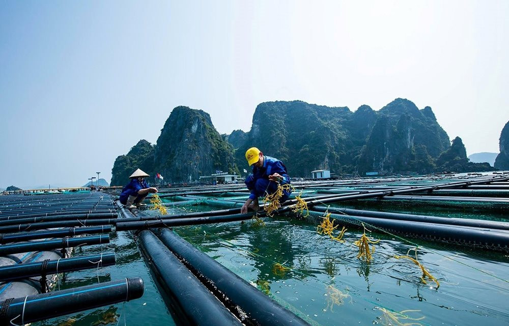 'Kho báu dưới biển' được 170 nước ưa chuộng đem về cho Việt Nam bao nhiều tiền từ đầu năm?- Ảnh 1.