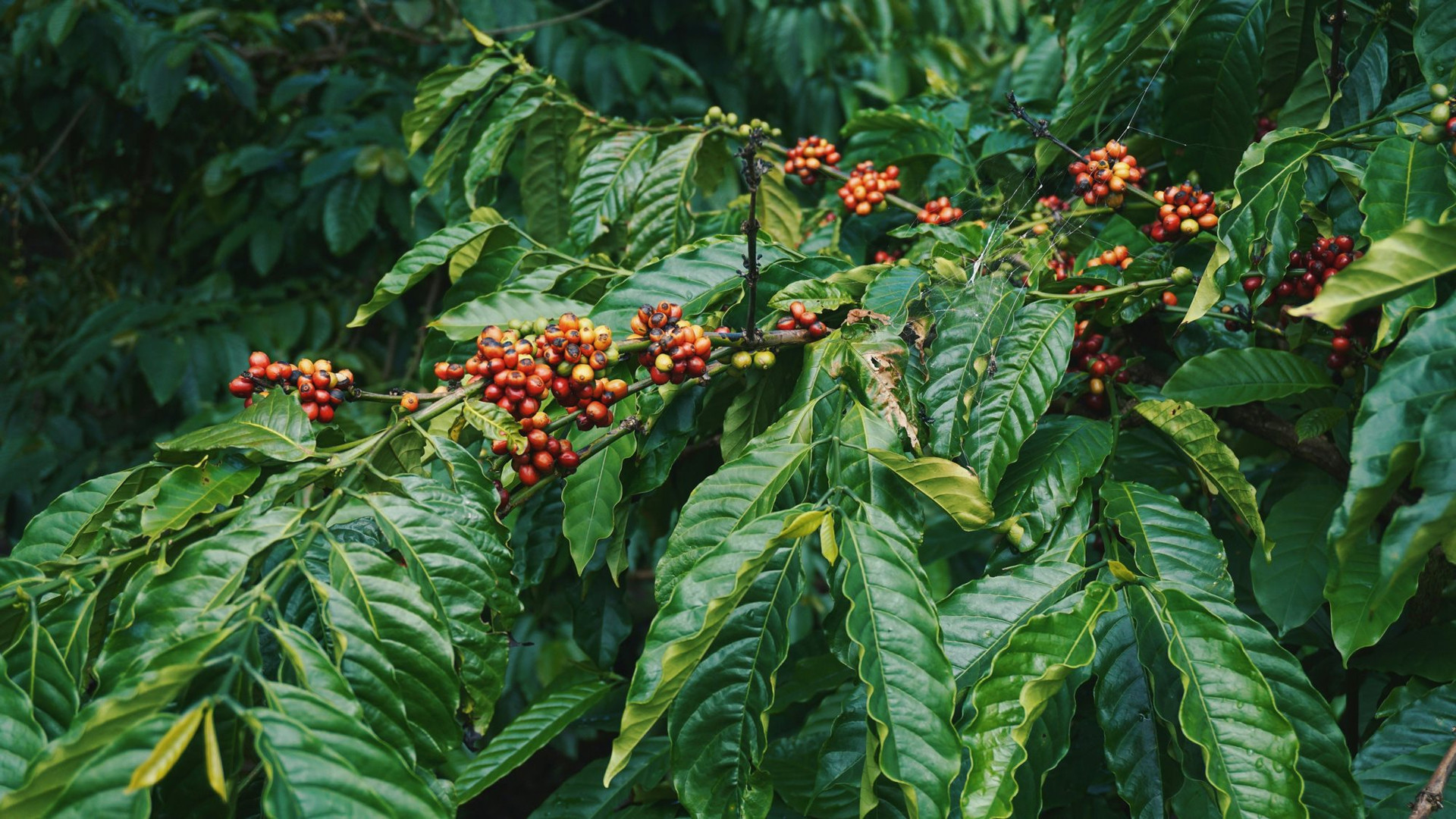 Xuất khẩu cà phê lớn thứ hai và sản xuất cà phê Robusta hàng đầu thế giới, ngành cà phê Việt đang phải chống chọi với những áp lực gì?- Ảnh 1.