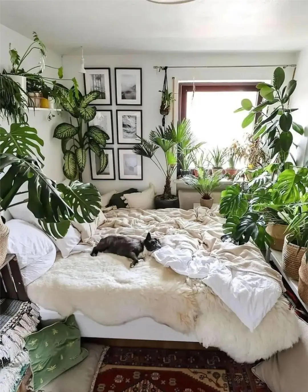 Đừng để cây ở 3 nơi này trong nhà nếu bạn không muốn vận may suy giảm, sức khỏe hao mòn- Ảnh 3. Đừng để cây ở 3 nơi này trong nhà nếu bạn không muốn vận may suy giảm, sức khỏe hao mòn- Ảnh 3.