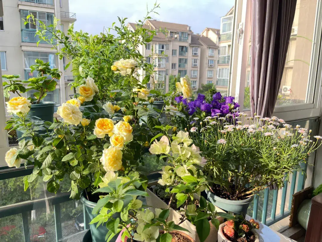 Đừng để cây ở 3 nơi này trong nhà nếu bạn không muốn vận may suy giảm, sức khỏe hao mòn- Ảnh 7. Đừng để cây ở 3 nơi này trong nhà nếu bạn không muốn vận may suy giảm, sức khỏe hao mòn- Ảnh 7.