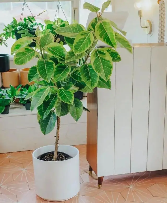 Đừng để cây ở 3 nơi này trong nhà nếu bạn không muốn vận may suy giảm, sức khỏe hao mòn- Ảnh 5. Đừng để cây ở 3 nơi này trong nhà nếu bạn không muốn vận may suy giảm, sức khỏe hao mòn- Ảnh 5.