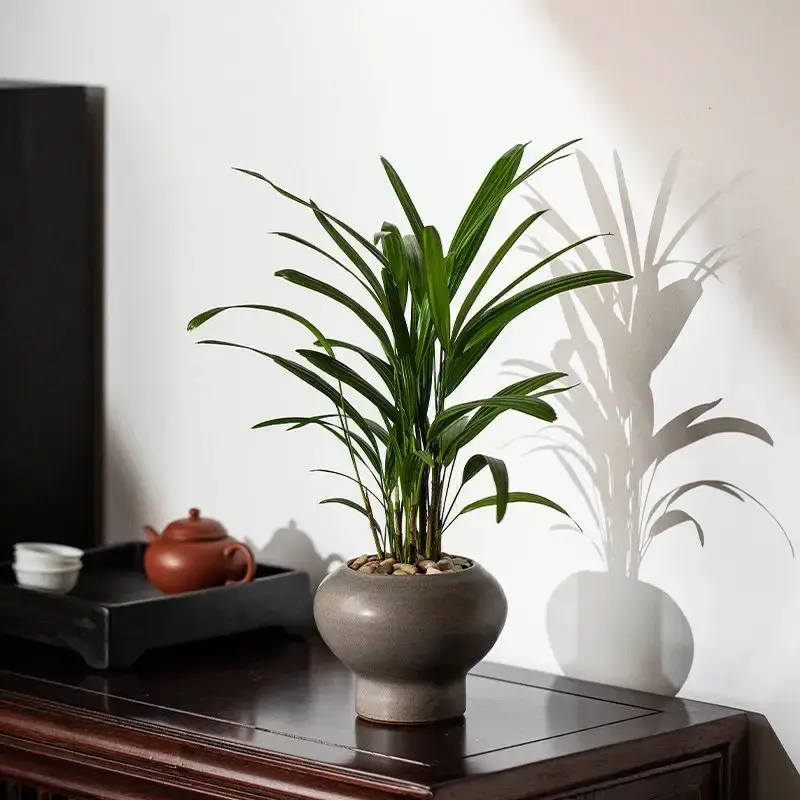 Đừng để cây ở 3 nơi này trong nhà nếu bạn không muốn vận may suy giảm, sức khỏe hao mòn- Ảnh 4. Đừng để cây ở 3 nơi này trong nhà nếu bạn không muốn vận may suy giảm, sức khỏe hao mòn- Ảnh 4.