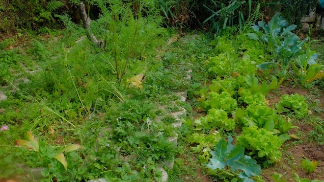 Rời thành phố lên Đà Lạt sống với thu nhập thấp: 5 năm sau, cô gái "đánh bay" mọi nghi ngờ- Ảnh 4.