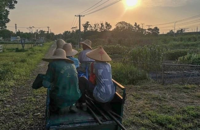 Ngày càng nhiều người trẻ muốn về nông thôn làm việc, muốn thực tập phải đăng ký trước, bị phỏng vấn gắt gao- Ảnh 1.