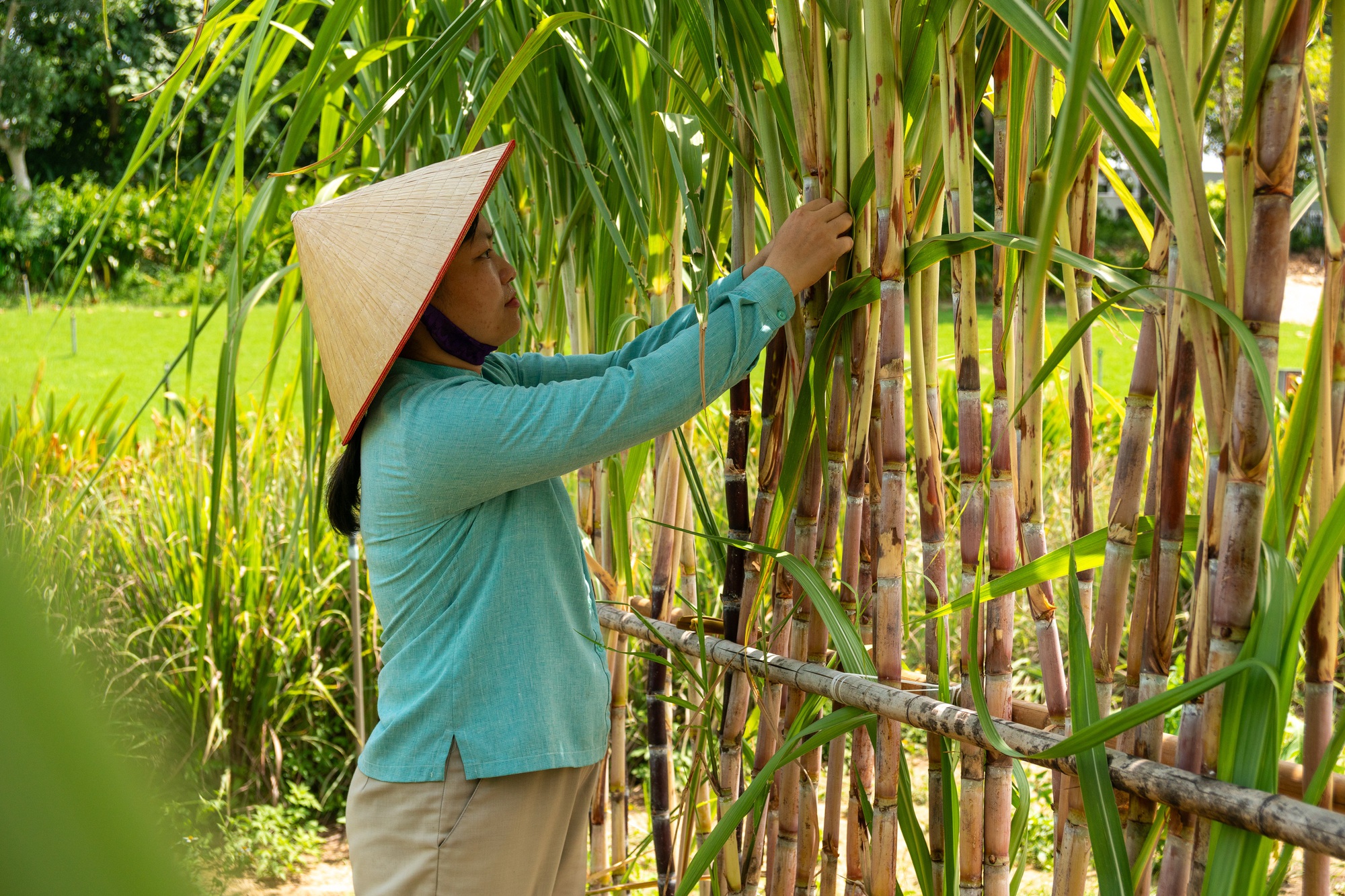 Four Seasons The Nam Hải, Hội An: Câu chuyện về những người giữ gìn di sản xanh- Ảnh 1.