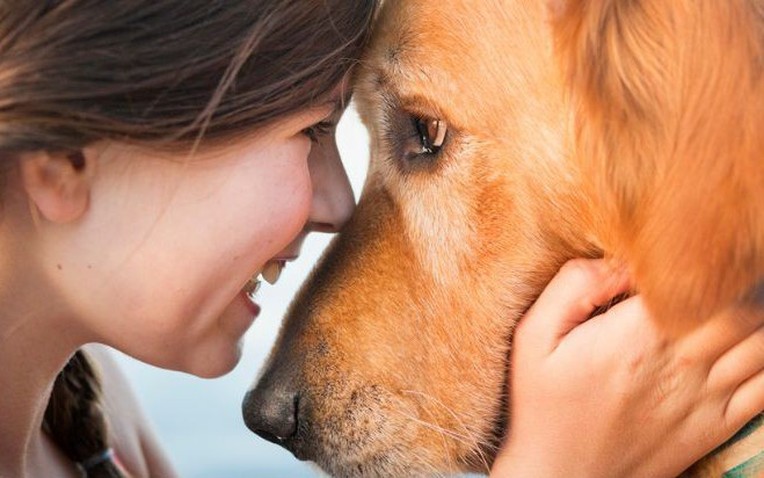 Bộ não của chó có thể 'đồng bộ' với chúng ta khi chúng ta nhìn vào mắt chúng!- Ảnh 1. Bộ não của chó có thể 'đồng bộ' với chúng ta khi chúng ta nhìn vào mắt chúng!- Ảnh 1.
