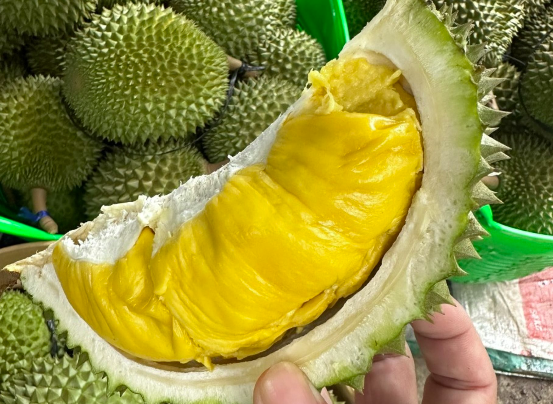 Giấc mơ sầu riêng Musang King của Malaysia có thể vỡ vụn vì 1 sai lầm- Ảnh 1. Giấc mơ sầu riêng Musang King của Malaysia có thể vỡ vụn vì 1 sai lầm- Ảnh 1.