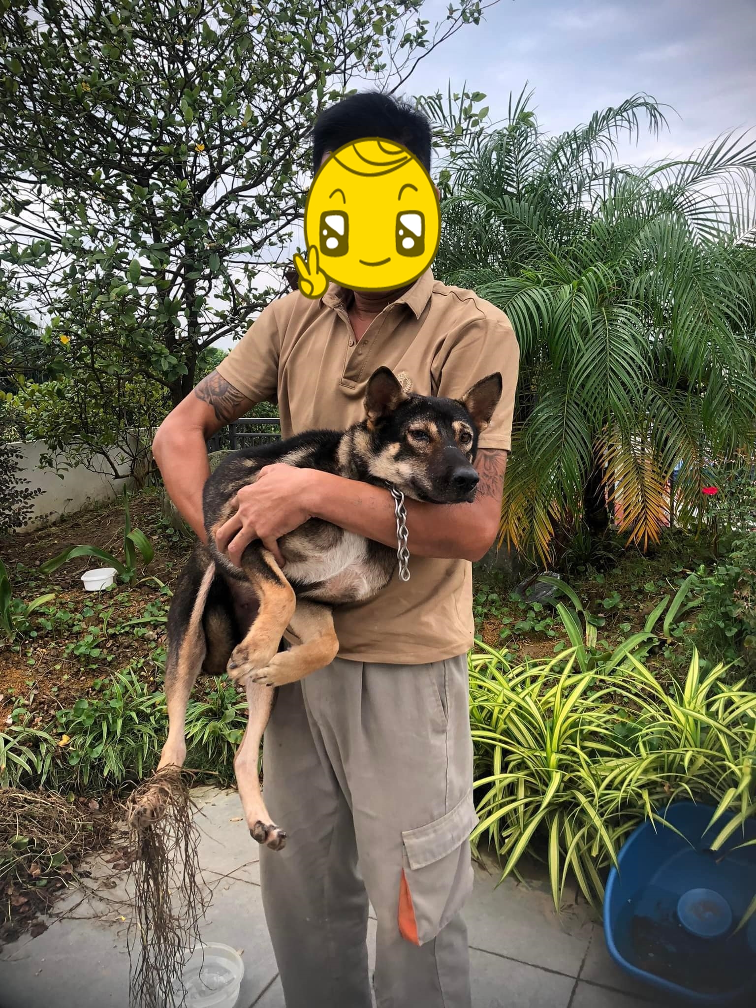 Hiện tượng lạ của chú chó bị lạc trong lũ lụt khi gặp được chủ khiến hàng triệu người tò mò- Ảnh 1. Hiện tượng lạ của chú chó bị lạc trong lũ lụt khi gặp được chủ khiến hàng triệu người tò mò- Ảnh 1.