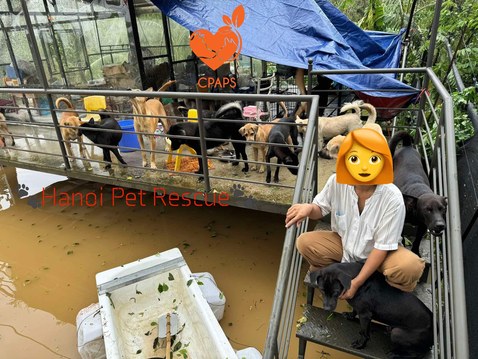 Hiện tượng lạ của chú chó bị lạc trong lũ lụt khi gặp được chủ khiến hàng triệu người tò mò- Ảnh 4. Hiện tượng lạ của chú chó bị lạc trong lũ lụt khi gặp được chủ khiến hàng triệu người tò mò- Ảnh 4.