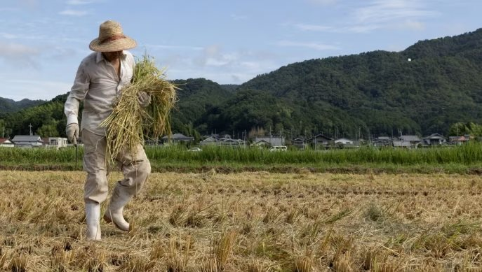 Bi hài Nhật Bản: Quá đông du khách dẫn đến thiếu gạo, siêu thị phải giới hạn số gạo mỗi người được mua, khủng hoảng chưa từng có trong nhiều thập kỷ- Ảnh 3.