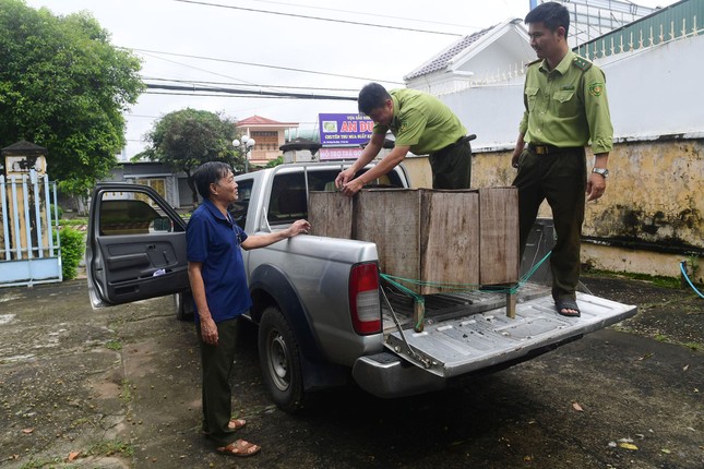 Phát hiện con vật quý hiếm lẻn vào vườn nhà dân bắt gà- Ảnh 2.