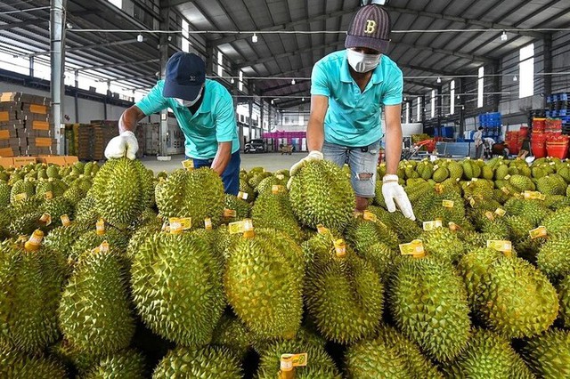 Việt Nam có loại quả mà Trung Quốc cần tới hơn 1,4 triệu tấn mỗi năm: Nước ta vừa lập kỷ lục "đỉnh nóc"- Ảnh 2.