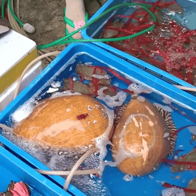 Cầm 500k đi chợ chiều Mân Thái Đà Nẵng: Giá không rẻ nhưng nhiều người đổ xô đến chợ vì lý do bất ngờ- Ảnh 12. Cầm 500k đi chợ chiều Mân Thái Đà Nẵng: Giá không rẻ nhưng nhiều người đổ xô đến chợ vì lý do bất ngờ- Ảnh 12.