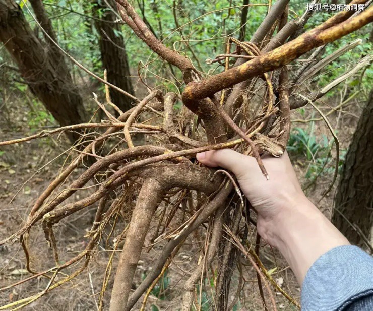 Loại cây mọc nhiều ở đồi núi của Việt Nam: Rễ mệnh danh là "nhân sâm Quảng Đông", giá hơn 100.000 đồng/kg- Ảnh 5.