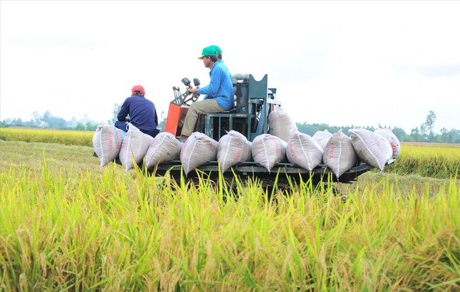 Giá lúa gạo thấp nhất 2 năm: Nông dân, thương lái, doanh nghiệp gặp khó- Ảnh 1.