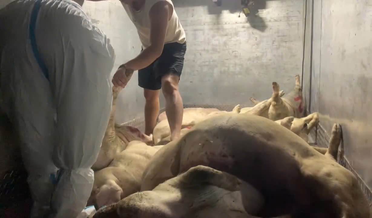 Lén lút trữ hơn 1,7 tấn heo chết chờ bán dịp Tết- Ảnh 2. Lén lút trữ hơn 1,7 tấn heo chết chờ bán dịp Tết- Ảnh 2.