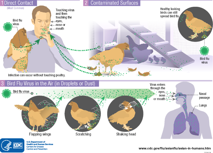 Nguy cơ cúm gia cầm sau ca tử vong đầu tiên ở người tại Mỹ- Ảnh 1.