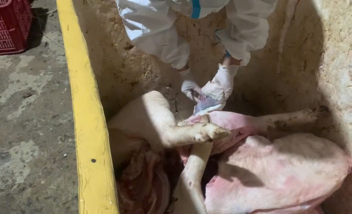 Lén lút trữ hơn 1,7 tấn heo chết chờ bán dịp Tết- Ảnh 3. Lén lút trữ hơn 1,7 tấn heo chết chờ bán dịp Tết- Ảnh 3.