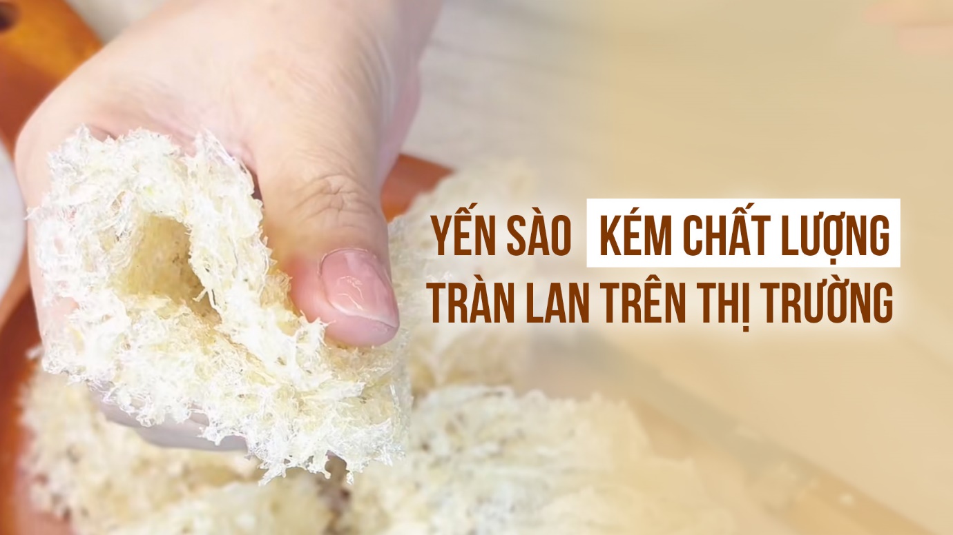 Yến sào dễ kiếm nhưng an tâm khó tìm- Ảnh 1.