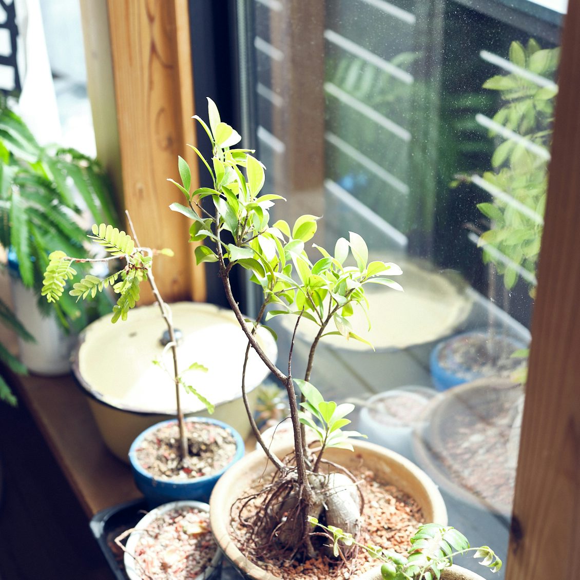 Sau 6 tháng sống tối giản, tôi vô cùng bất ngờ khi cận Tết nhà tôi đã có 1 Sau 6 tháng sống tối giản, tôi vô cùng bất ngờ khi cận Tết nhà tôi đã có 1