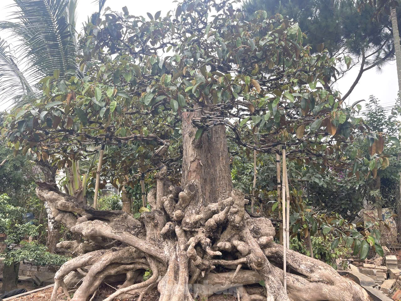 Tận thấy cây mai tiền tỷ, khế thế đổ ‘nhất long họa bì’- Ảnh 4.